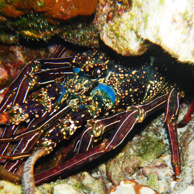 spiny lobster maui dreams dive co