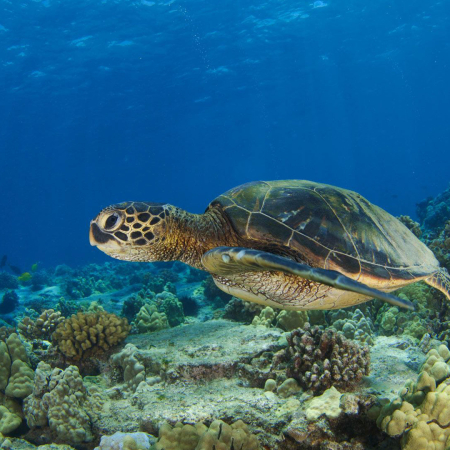 Green Sea Turtle In Kona Big Island Hawaii Product