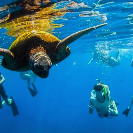 Hawaiian Sea Turtle Snorkeling Product