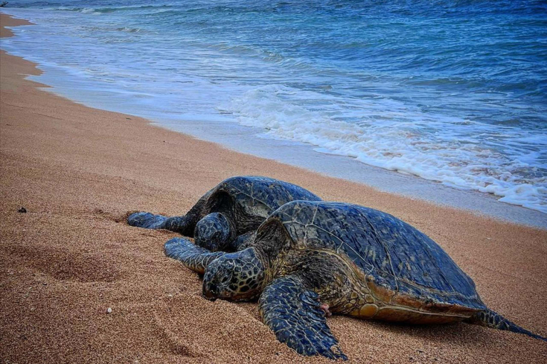 Kauaihikingtours Culture And History Beach Turtle