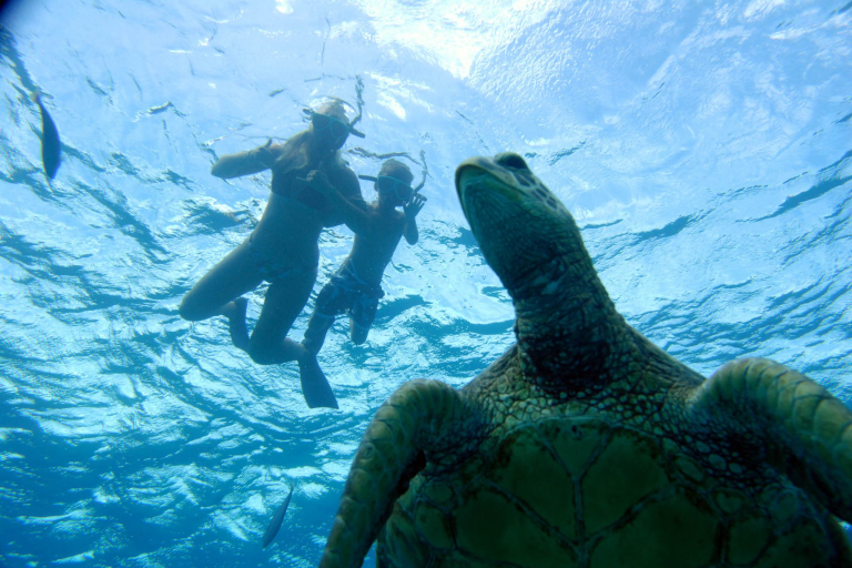 Koolinaoceanadventures Oahu Afternoon Sail And Snorkel Marine Life Turtle