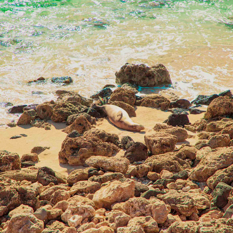 Last Day Oahu Tour Leeward Coast And Sleeping Sea Lion Oahu Hawaii