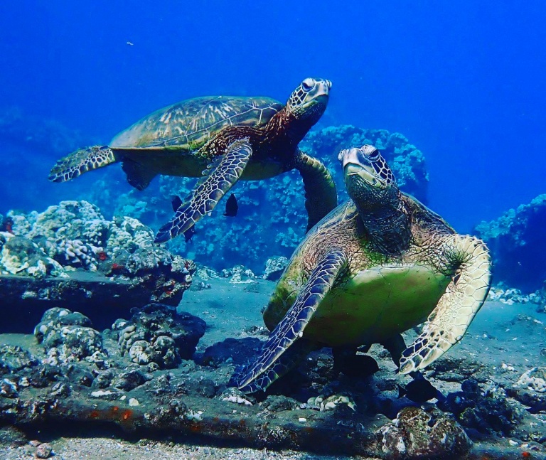 sink beneath the waters of south maui and discover two magnificent dive sites maui dreams dive co