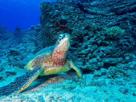 An Unforgettable Journey Through The Islands Vibrant And Diverse Underwater World Shallow Reefs Tour Dive Oahu