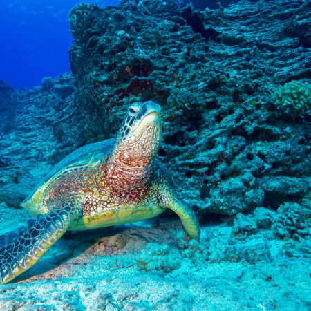 An Unforgettable Journey Through The Islands Vibrant And Diverse Underwater World Shallow Reefs Tour Dive Oahu