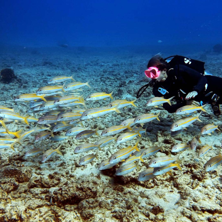 Enjoy Exceptional Diving Along Honolulus Famous Reefs Shallow Reefs Tour Dive Oahu