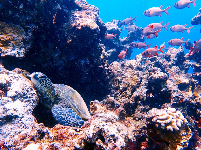 get up close and personal with fish and sea turtles as you dive into the calm waters for snorkeling hula girl cruise maui