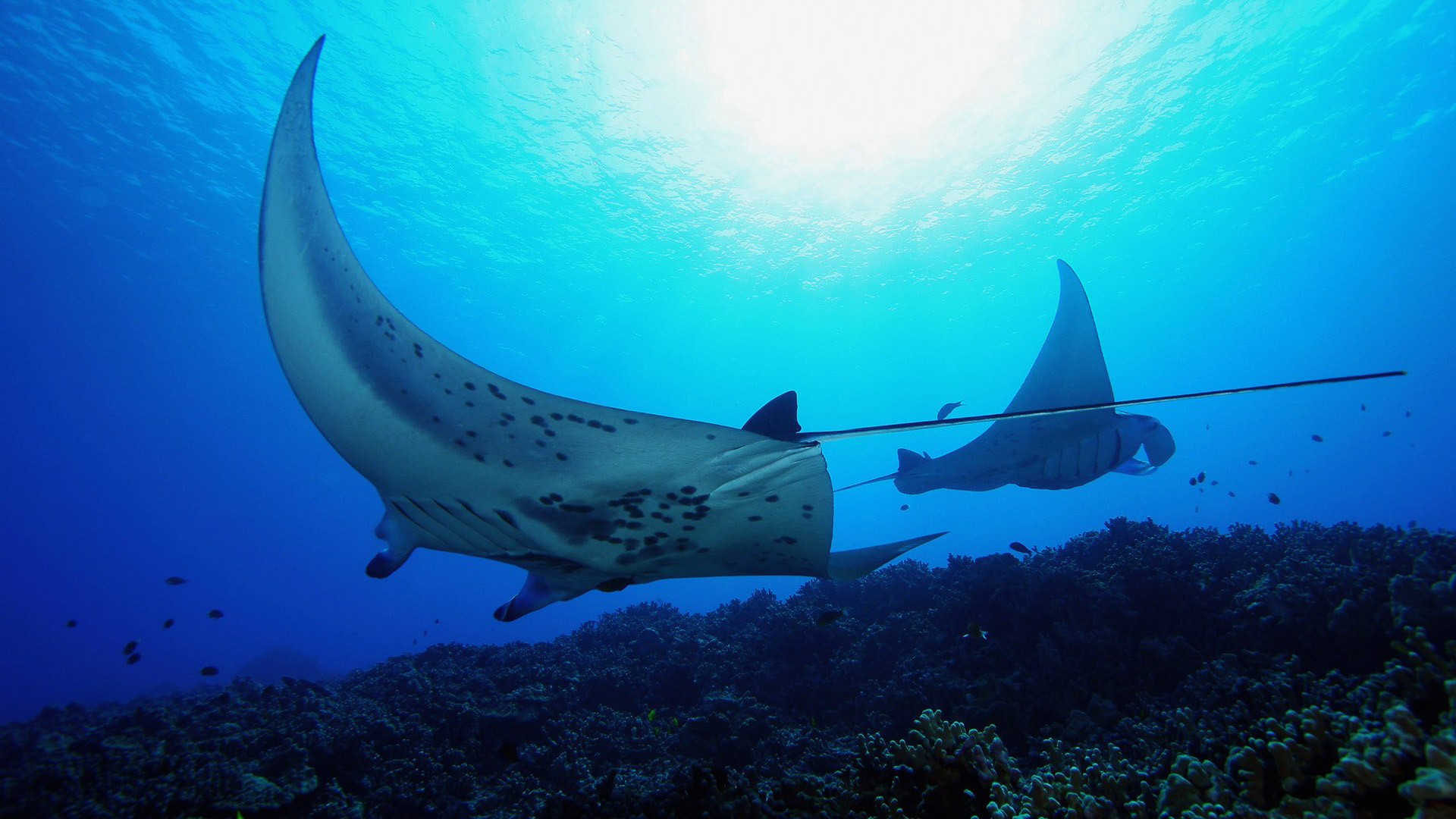 Manta Ray Night Snorkel Kona | Big Island Tours & Activities