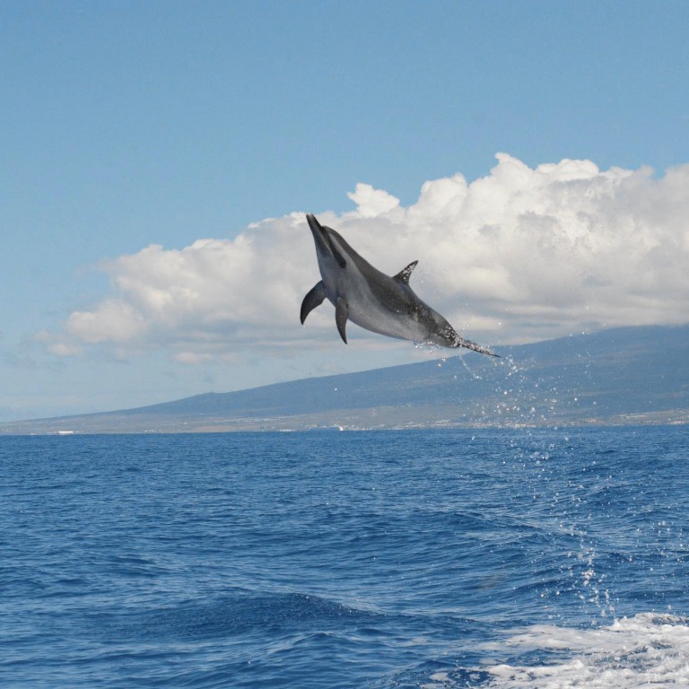 hawaiian spinner dolphin captain zodiac big island
