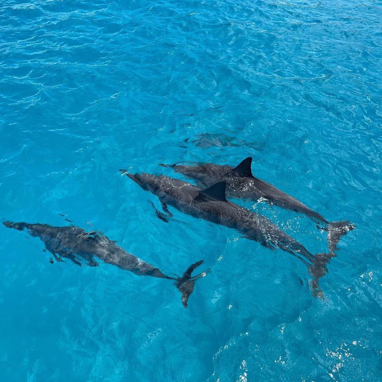 Ko Olina Morning Sail And Snorkel | Best Snorkeling Tours on Oahu