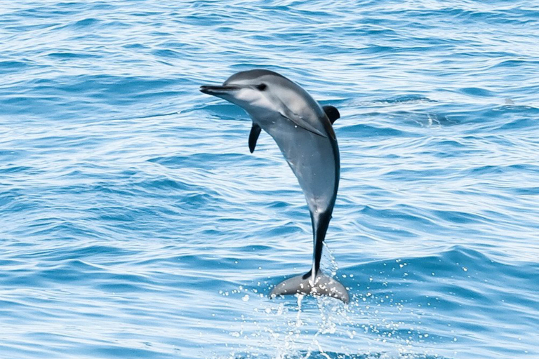 Koolinaoceanadventures Ko Olina Morning Sail And Snorkel Marine Life Dolphin