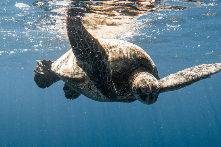 Koolinaoceanadventures Ko Olina Morning Sail And Snorkel Marine Life Turtle