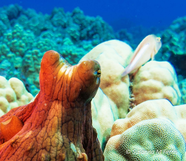octopuses oahu coral reef diving hawaiian diving