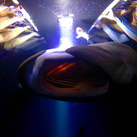 Sea Quest Hawaii Night Manta Experience Once In A Lifetime Product