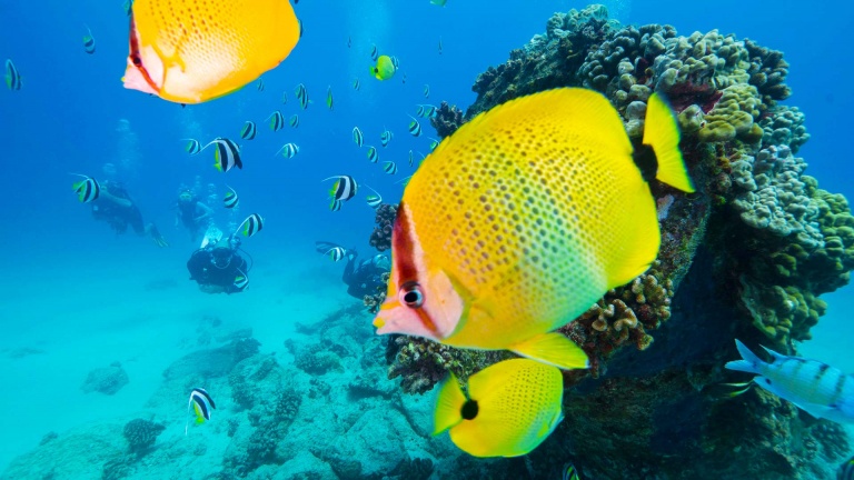 see colorful fish turtles coral and other sea life that you wont find anywhere else shallow reefs tour dive oahu