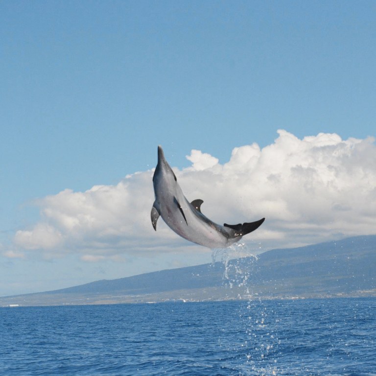 the pelagic wildlife excursion is the best way to see whales and dolphins on the big island captain zodiac