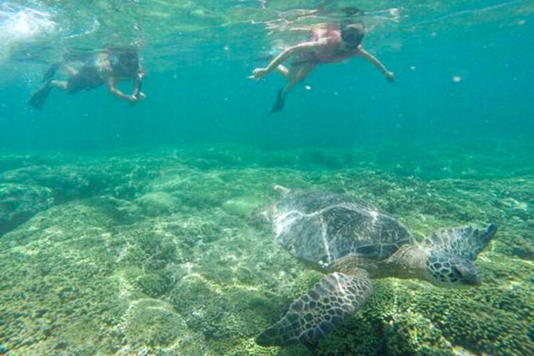 Oahu Combo Activities Snokeling Turtle