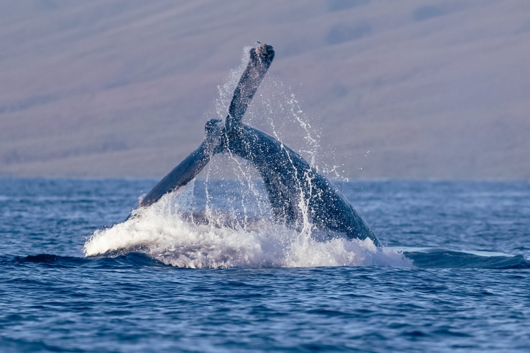 awe inspiring encounter with mauis humpback whales