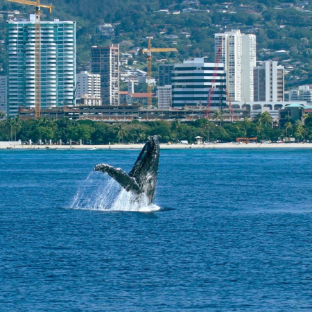 Explore The Mysterious Depths Of The Ocean And Witness Magnificent Humpback Whales On A Voyage Oahu Atlantis Adventures