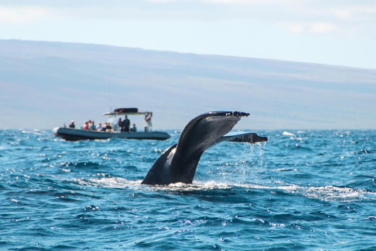 get ready for an epic adventure maui whale watching tour