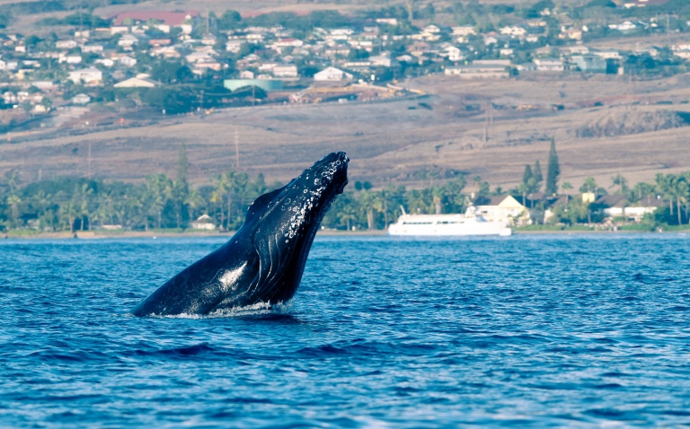 get ready to be amazed mauis humpback whales in their natural habitat