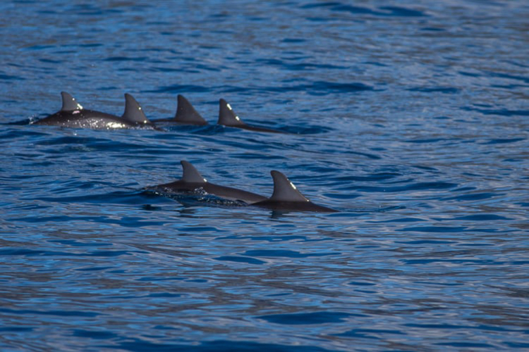 Hawaiinautical Maalaea Luxury Snorkel Cruise Group Of Dolphin