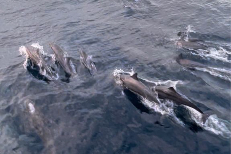 Hawaiinautical Maalaea Luxury Snorkel Cruise Pack Of Dolphin