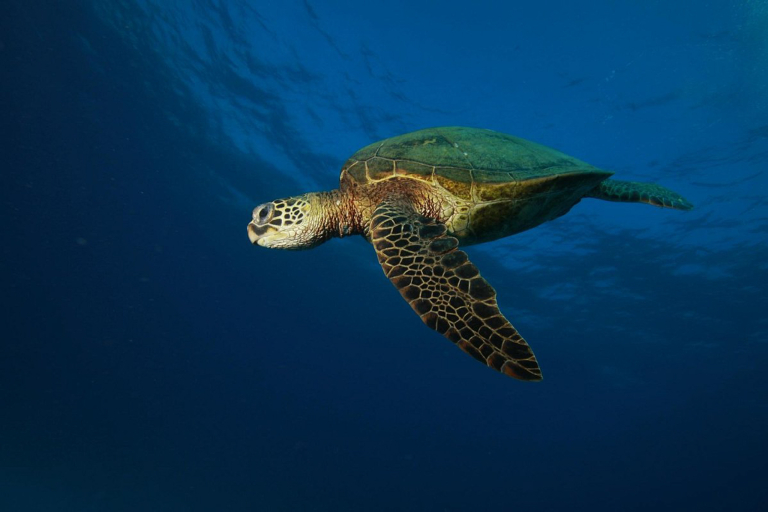 Hawaiinautical Maalaea Luxury Snorkel Cruise Turtle