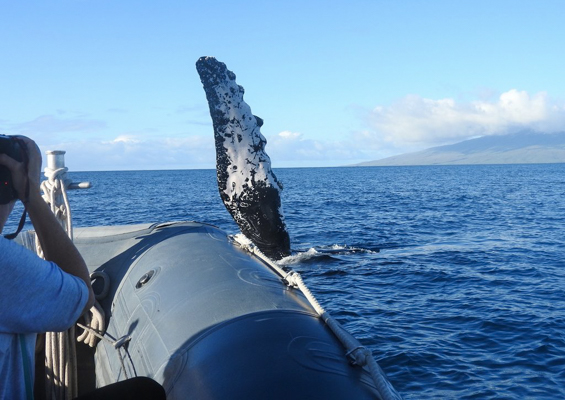 Hawaiioceanrafting Snorkel And Whale Watch Whale Watching On Maui