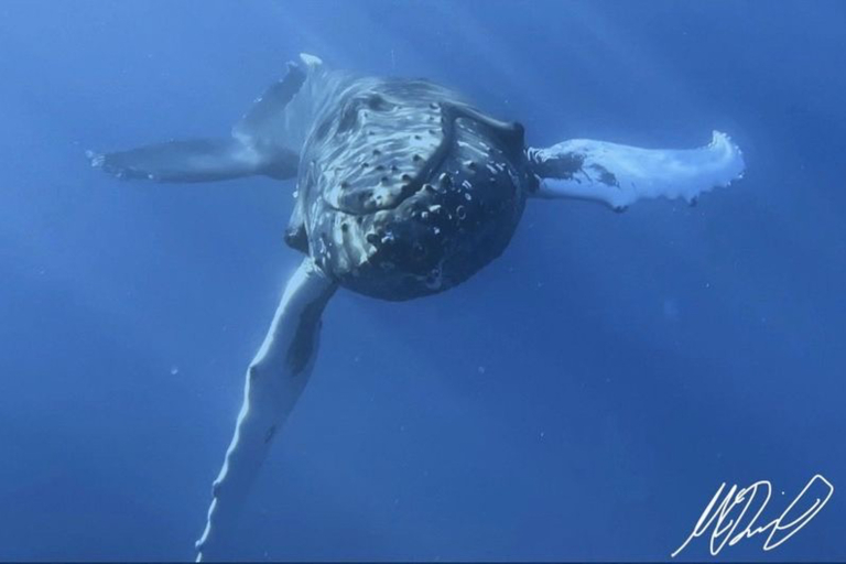 hior whale watch beautiful shot whale