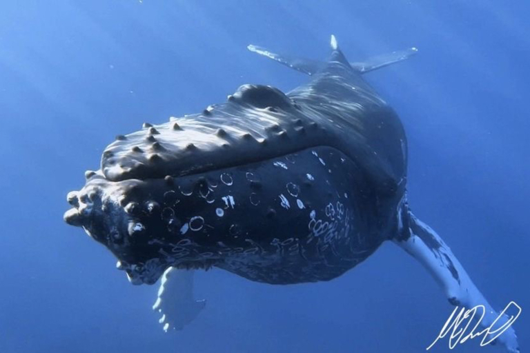 hior whale watch geogours whale shot