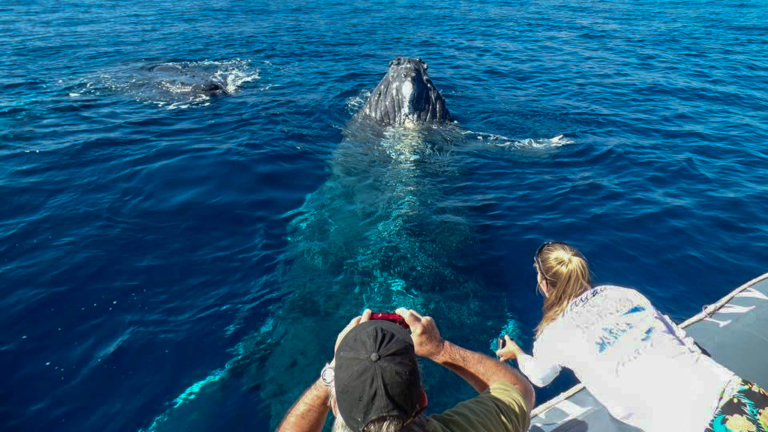hior whale watch tourists close up whale
