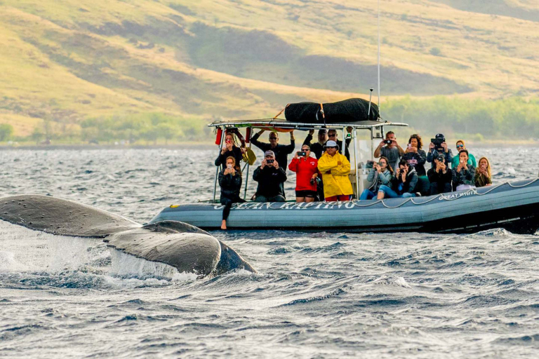 hior whale watch tourists watching whale