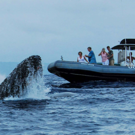 Hior Whale Watch Whale And Tourists