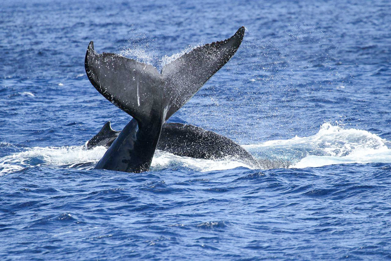 Humpback Whale Tail Oahu Atlantis Adventures 