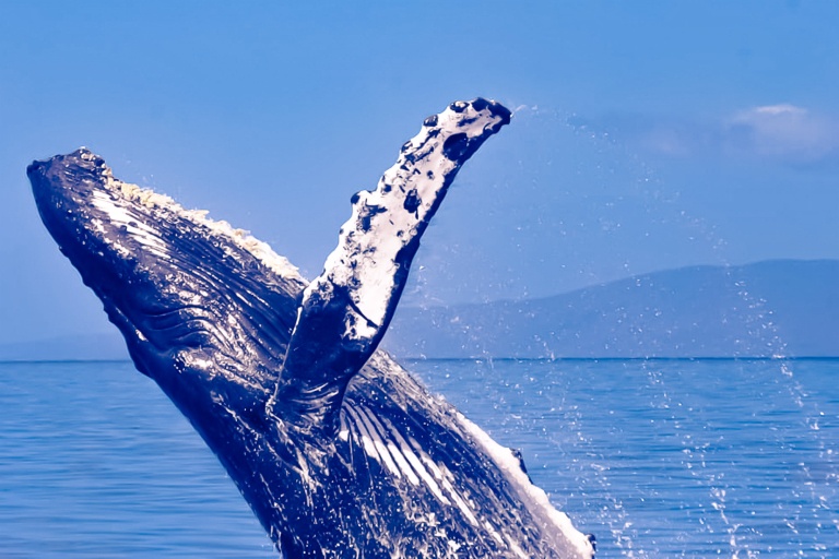 humpback whales in the wild an adventure of a lifetime lahaina quicksilver maui