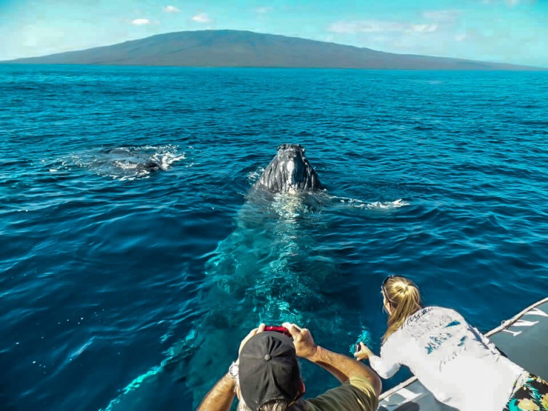 mauis best whale watching experience guided tour hawaii ocean rafting