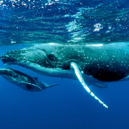 Mother And Calf A Heartwarming Moment In The Lives Of Humpback Whales