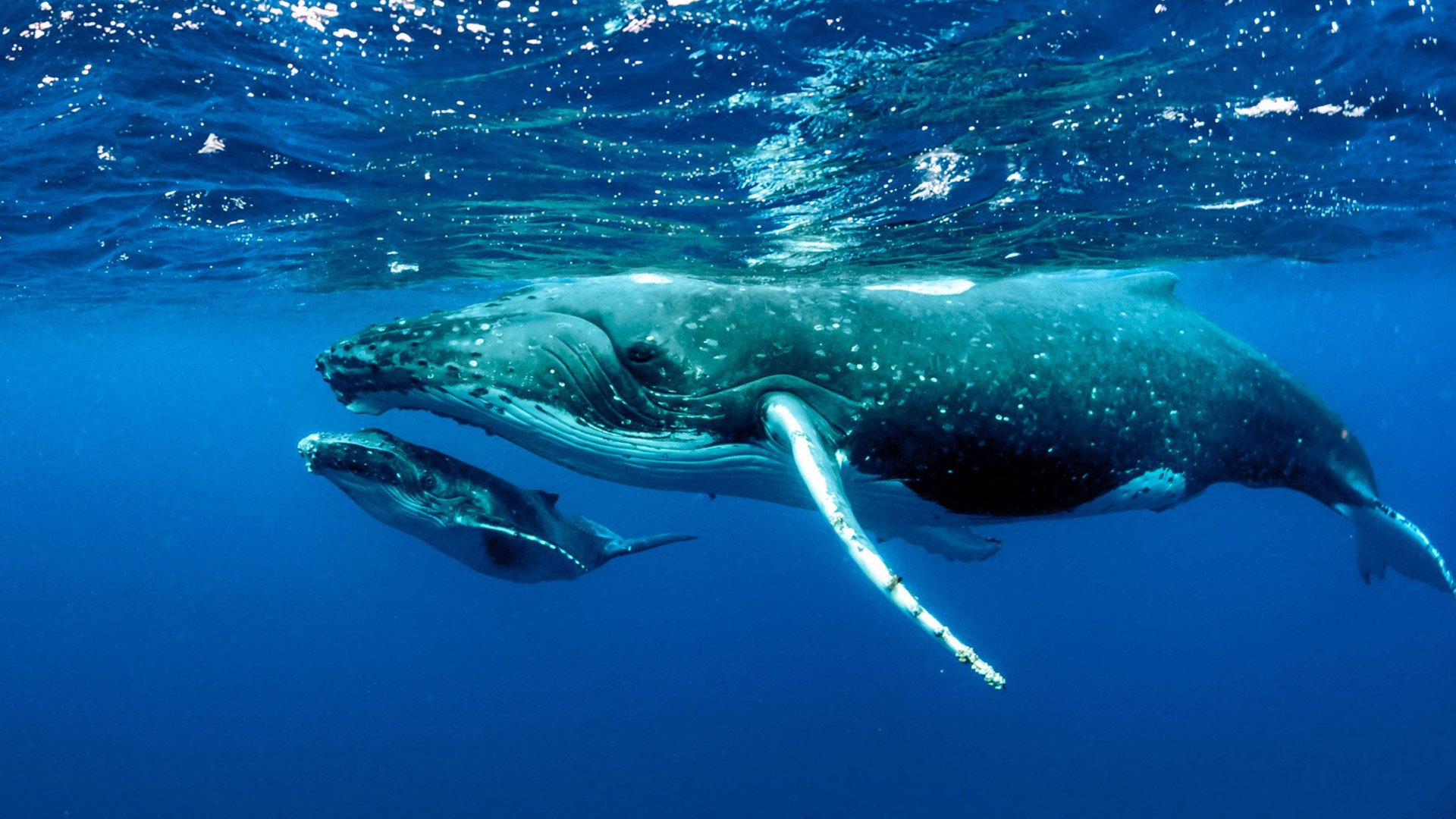 Molokai Afternoon Whale Watching - Up Close with Humpbacks