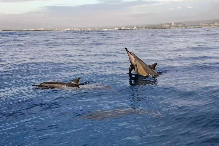 Theadventureboat Tiki Escape Lunch Or Sunset Cruise Wildlife Dolphin