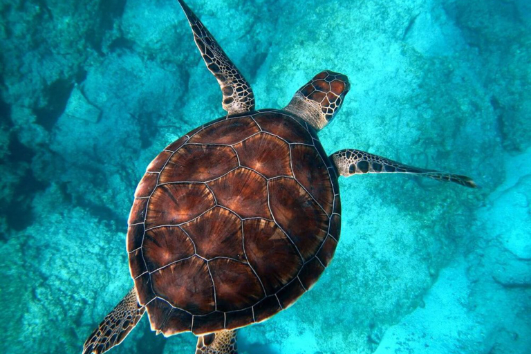Theadventureboat Tiki Escape Lunch Or Sunset Cruise Wildlife Turtle