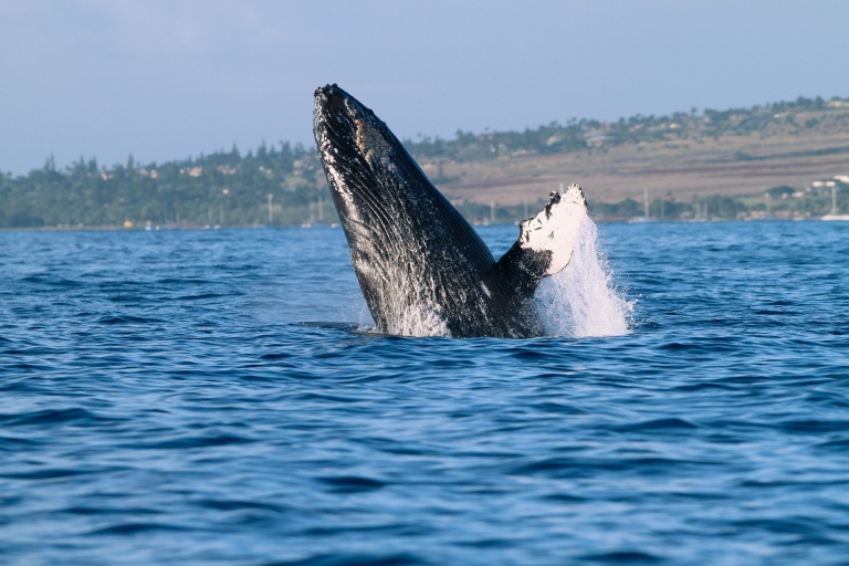 witness the beauty of mauis humpback whales in action