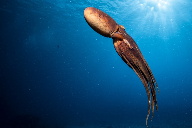 Hawaiiandiving Deep And Shallow Dive Amazing Underwater World