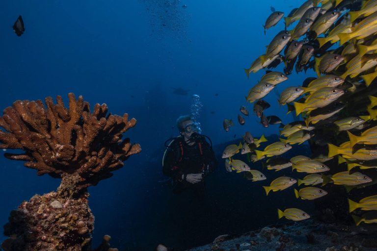 Hawaiiandiving Deep And Shallow Dive Underwater World