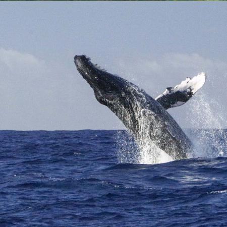 Theadventureboat Private Waikiki Small Boat Whale Watch Watch The Giants Play Whale Jump
