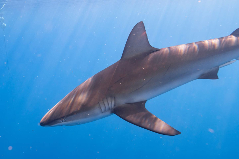 Haleiwasharktours North Shore Shark Cage Snorkel Big Shark