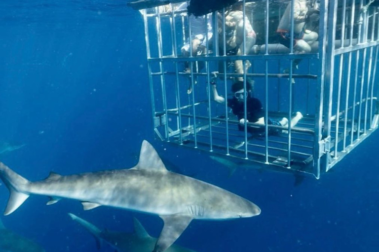 Haleiwasharktours North Shore Shark Cage Snorkel Fun For The Whole Family