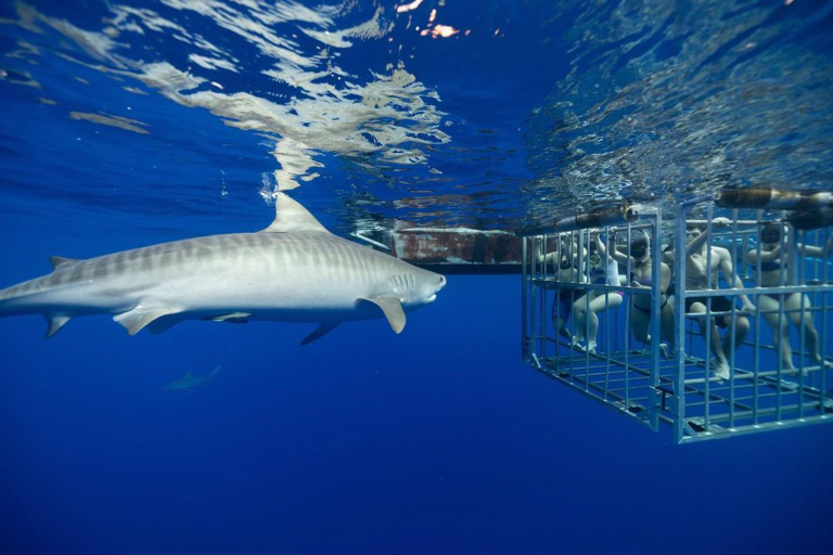 Haleiwasharktours North Shore Shark Cage Snorkel Memories Close Up Shark