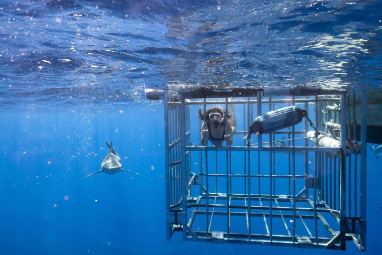 Haleiwasharktours North Shore Shark Cage Snorkel Memories Guests In Cage
