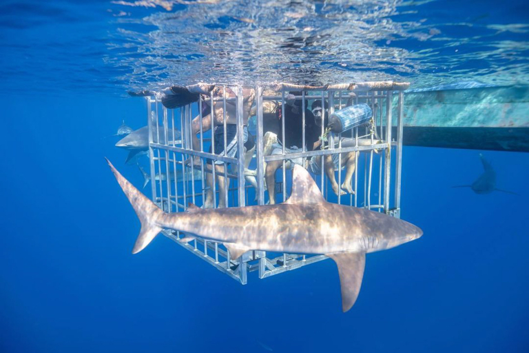 Haleiwasharktours North Shore Shark Cage Snorkel Memories Last Lifetime